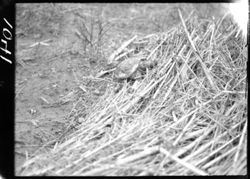 Turtle on reed top, near poor farm, Nashville