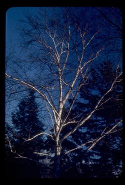 Bare arms of White Birch - Arb. W.