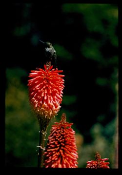 Hummingbird on Red hot poker Kniphofia Uvaria Strybing Arboretum EK Cl Cushman