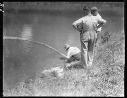 Men seining ponds at Riverside hatchery