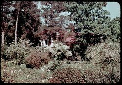 N-18= The Hermitage Andrew Jackson's Garden