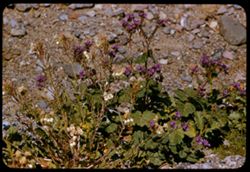 Phacelia, primrose, and Mojavia in Furnace Creek Wash Death Valley