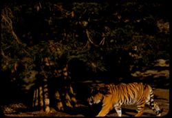 Tiger on prowl Fleishhacker Zoo