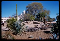Cactus garden Mission San Luis Rey