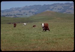 Sonoma County east of Petaluma - Colo and new - born calf