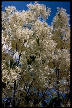 Arboretum E. White Fringe Tree Chionanthus Virginicus C.W. Cushman