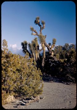 Greasewood and Joshua trees in Mohave desert below San Gabriel Mtns.