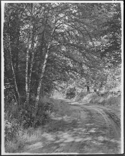 Georgetown road, near Brummett's birches, perpendicular