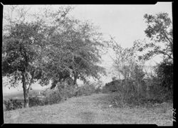 English fort, Beaufort river, foliage.