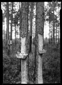 Pine trees showing gum pans