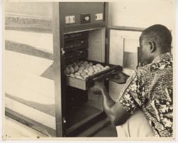 Inoculating eggs at Suakoko Research Station