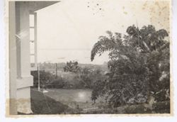 Exterior shot of trees and greenery