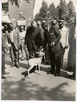 President William V. S. Tubman and man pet deer while small gathering follow behind