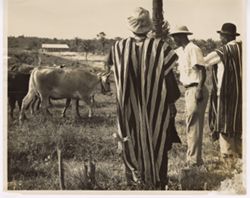 Men stand in front of fenced in cattle