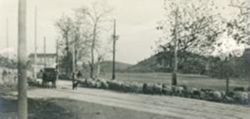 Sheep along a road