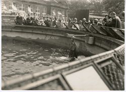 President William V. S. Tubman and crowd watching sea lion in captivity
