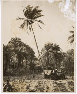 Palm tree being bulldozed