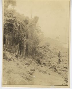 Beach landscape with rocks and trees