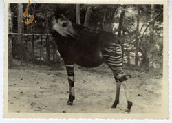 Close up picture of an Okapi