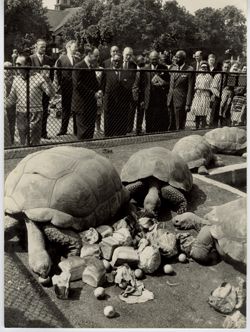 President William V. S. Tubman and group watch large tortoises eat in captivity