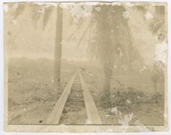 Raised wooden road disappears in the distance