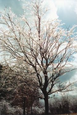 Seasonal View of Campus
