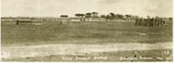 "Roman Pines" at Beau Desert Camp
