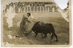 Matador in arena with bull during fight