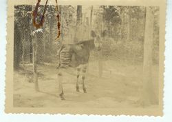 Picture of an Okapi