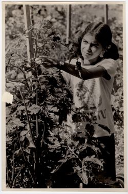 Young Girl Staking Tomato Plant