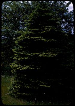 Spruce in spring green.  Arb. W.
