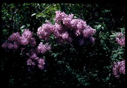 Lilacs at Arboretum- W. ent.