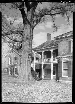 Large tree and side of house, Sconce's