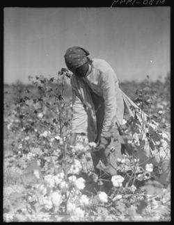 Woman cottonpicker in Mississippi