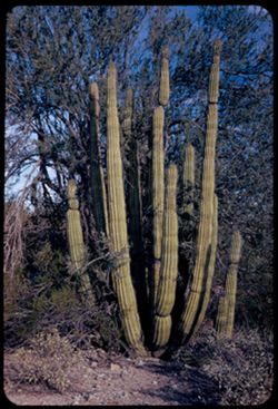 Organ Pipe Cactus Nat'l Monument south of Ajo, Ariz.