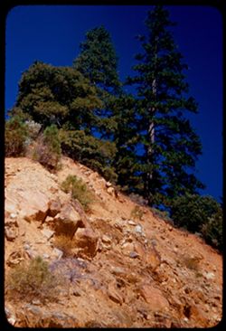 Trees atop rock wall along Hwy US 40A through Feather river canyon below Big Bend, Butte county, California.