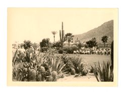Cacti in a garden
