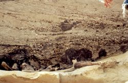 Prairie Creek Excavation, mastodon