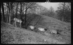 Feb. 18, 1913 footnote: L.V. Sheridan along, small fawns killed Apr. 4, 1913, Deer, Riverside Park, April 12, 1911, 3:45 p.m.