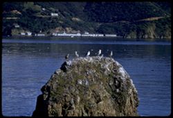 EK C1 Gulls on rock off Tiburon