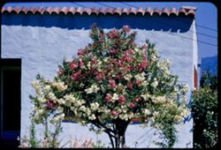Oleander - two colors Redding, Calif.
