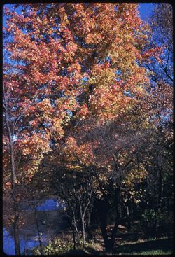 A lovely maple on south bank of Lake Marmo - Arb -W-