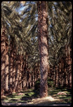 Date Palm grove