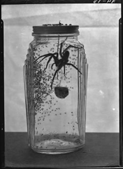 Tarantula and young in jar