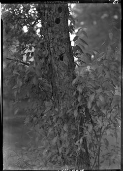 Bluebird's nest in tree--I.O.O.F. lot