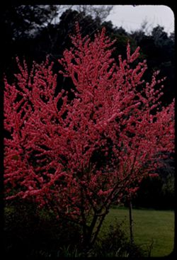 Flowering Prunus Alhambra Valley Contra Costa county
