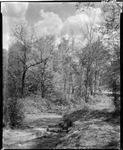Scene in State Park, perpendicular, near Riding Stable (orig. neg.)