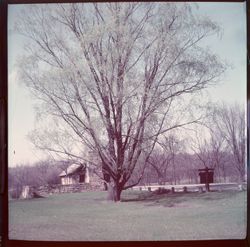 Tree and cabin