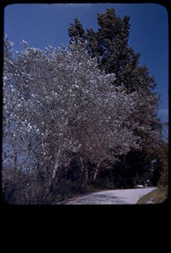 Silver Poplars Morton's Arboretum E