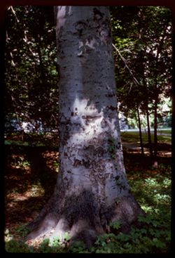 Beech tree on campus of Indiana University Bloomington